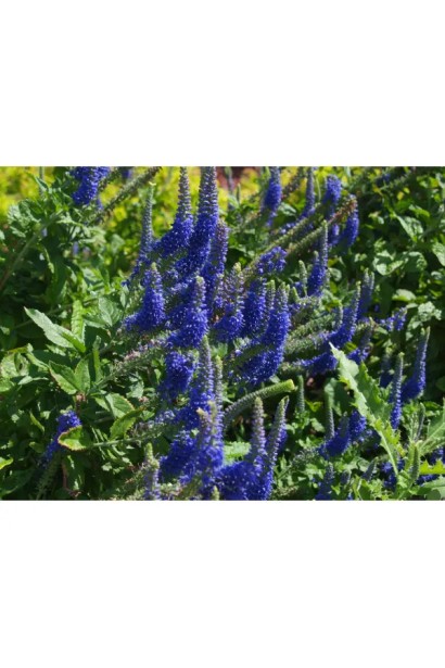 Вероніка колосиста Кристата